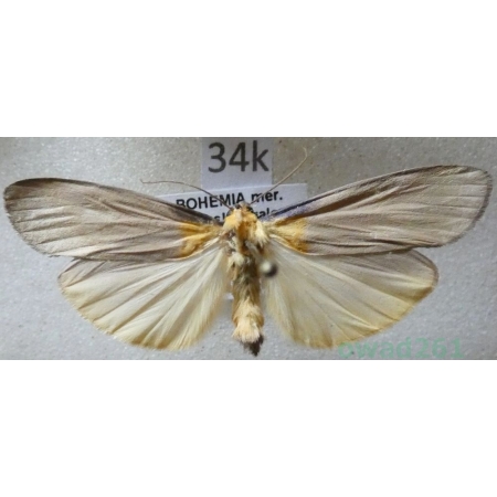 Lithosia quadra (Linnaeus, 1758) male Porostnica czterokropka Czech34k